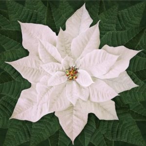 Panel Dream Big Holiday