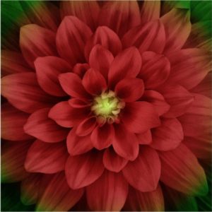 Panel   Dream Big Scarlett